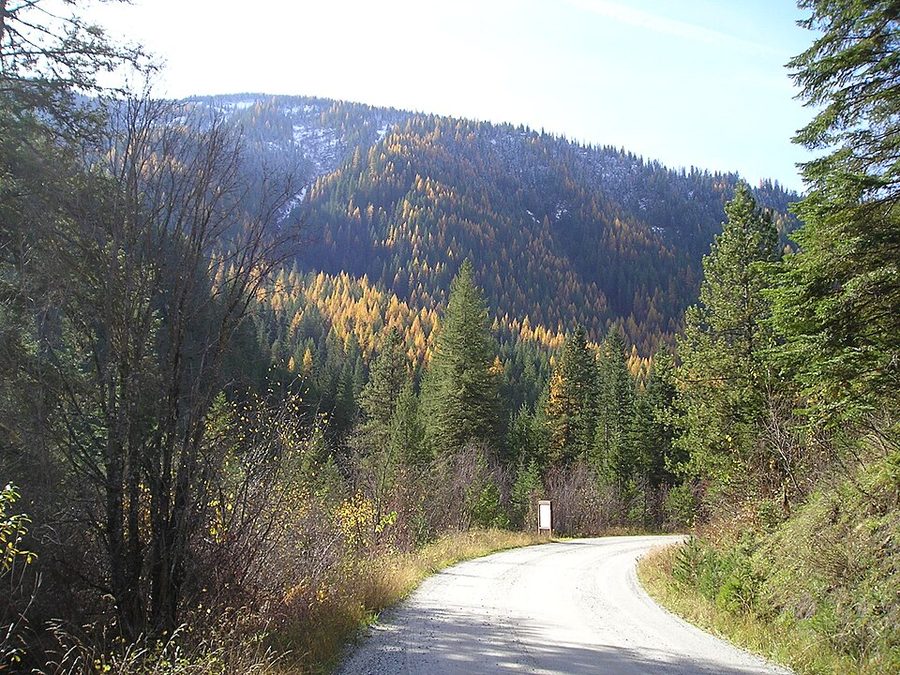 Autumn colour along a forest road in the northern Rockies.