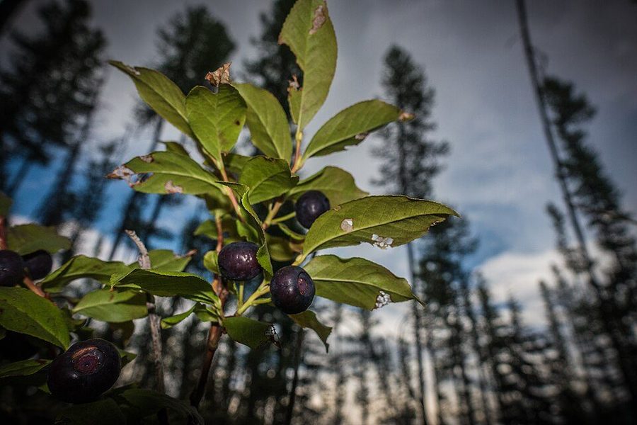 Ripe huckleberries on the bush — small dark purple berries among green leaves.