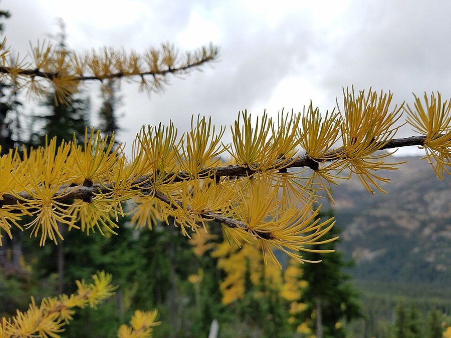 Western larch in autumn — conifers turned bright gold among green evergreens on a mountainside.