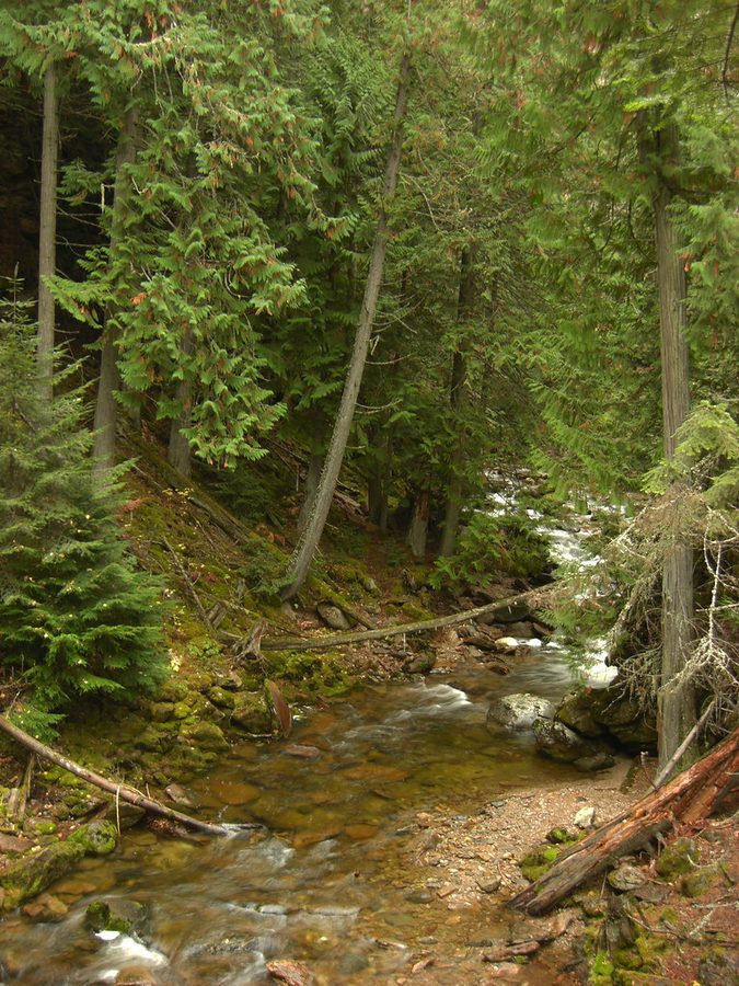 The creek below Myrtle Falls near Bonners Ferry, Idaho — water running through mossy forest.
