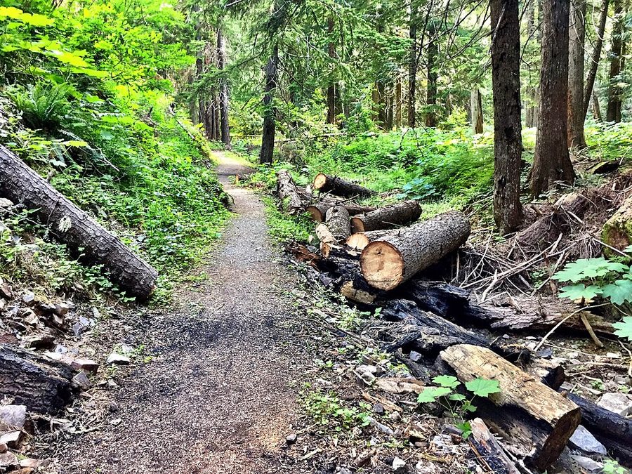 A trail winding through a grove of ancient cedars in the northern Rockies.