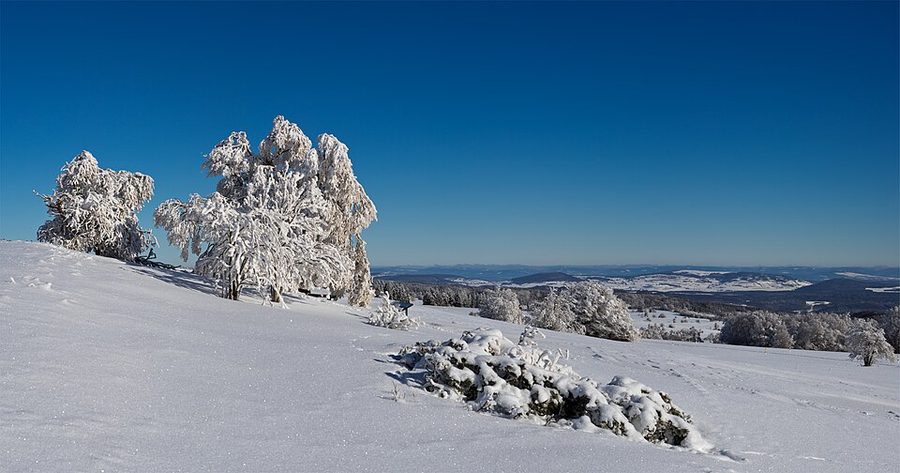 Snow-laden trees on an open ridge under a hard blue winter sky.
