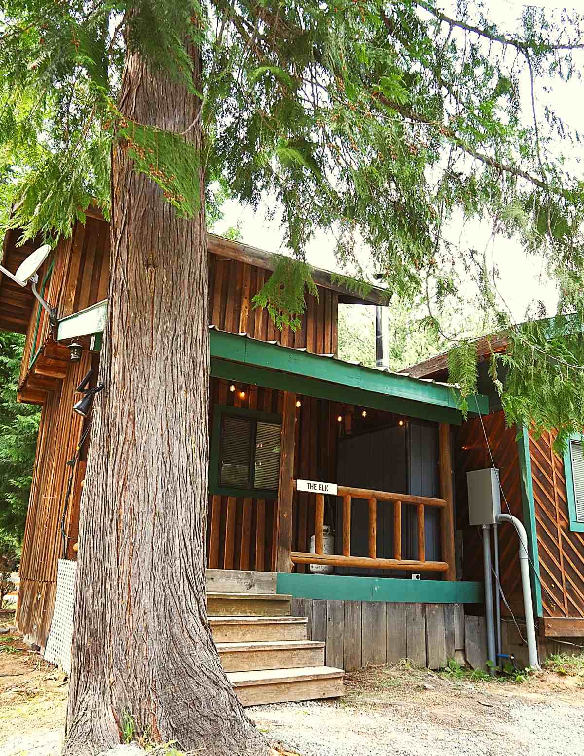 The Elk cabin under towering cedar