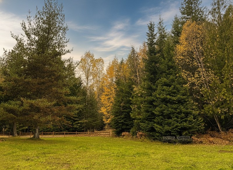 An open grass meadow at Round Mountain Retreat backed by conifers and golden birches, a split-rail fence running along the treeline under a blue sky.
