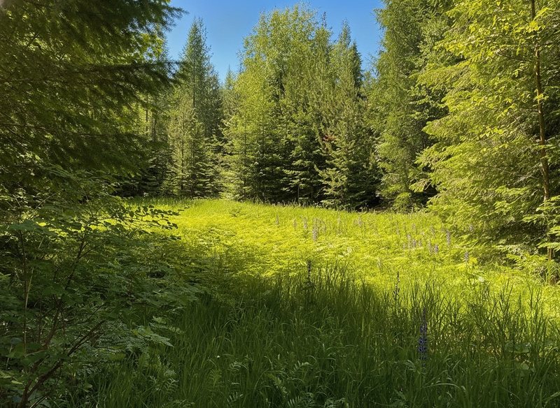 The Meadow Loop at Round Mountain Retreat — a sunlit clearing of tall green grass with purple lupines, ringed by conifers under a deep blue sky.