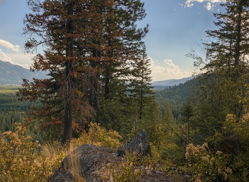 The rock outcrop on the Ridge Overlook trail above Round Mountain Retreat, tall pines framing a view down into the forested valley.