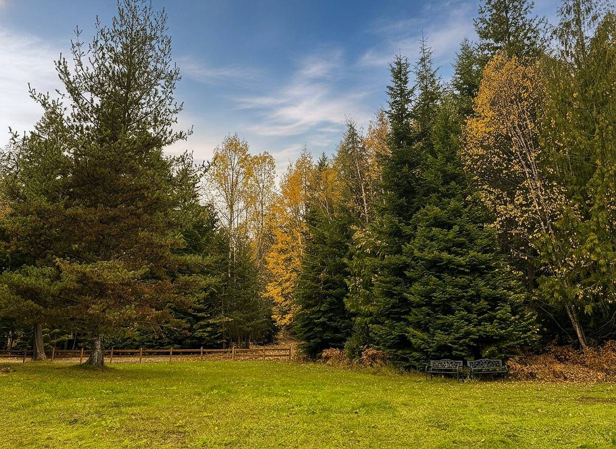 Open grass running to a treeline of conifers and golden birches under a blue sky