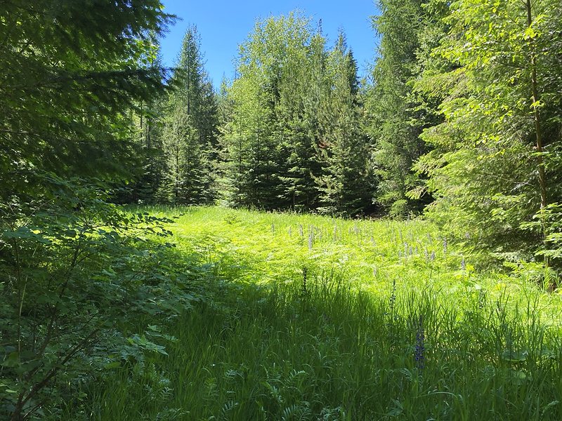 A sunlit wildflower meadow on the Meadow Loop trail at Round Mountain Retreat, purple lupines rising out of tall green grass under a blue Idaho sky.