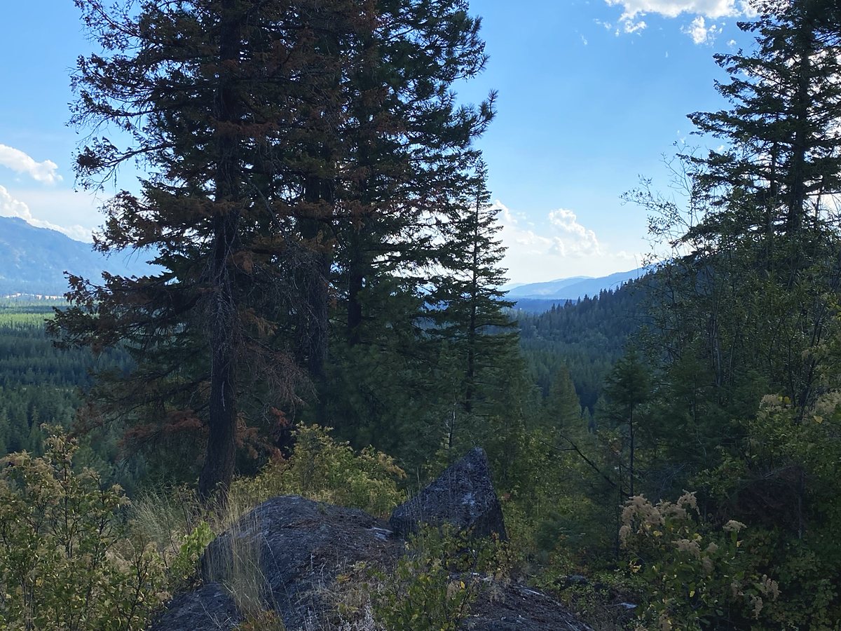 The Ridge Overlook — a rock outcrop with a tall green pine framing the forested valley below under a blue sky